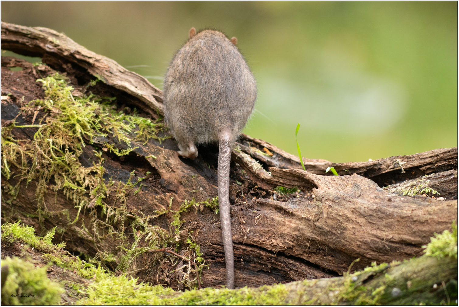 Bruine rat
