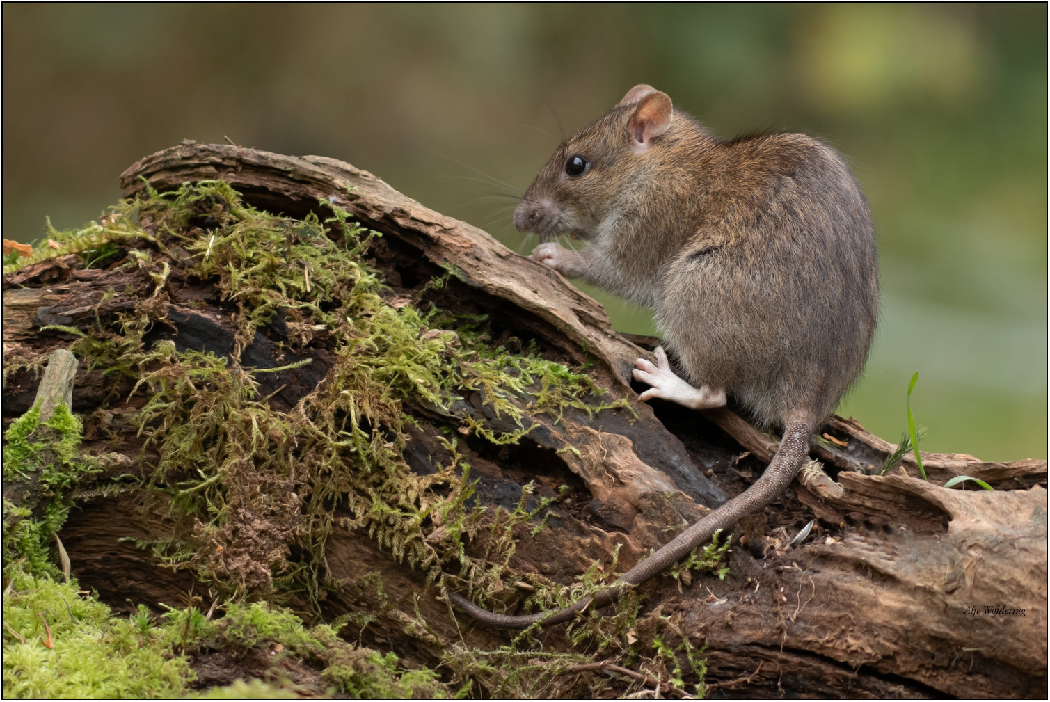 Bruine rat