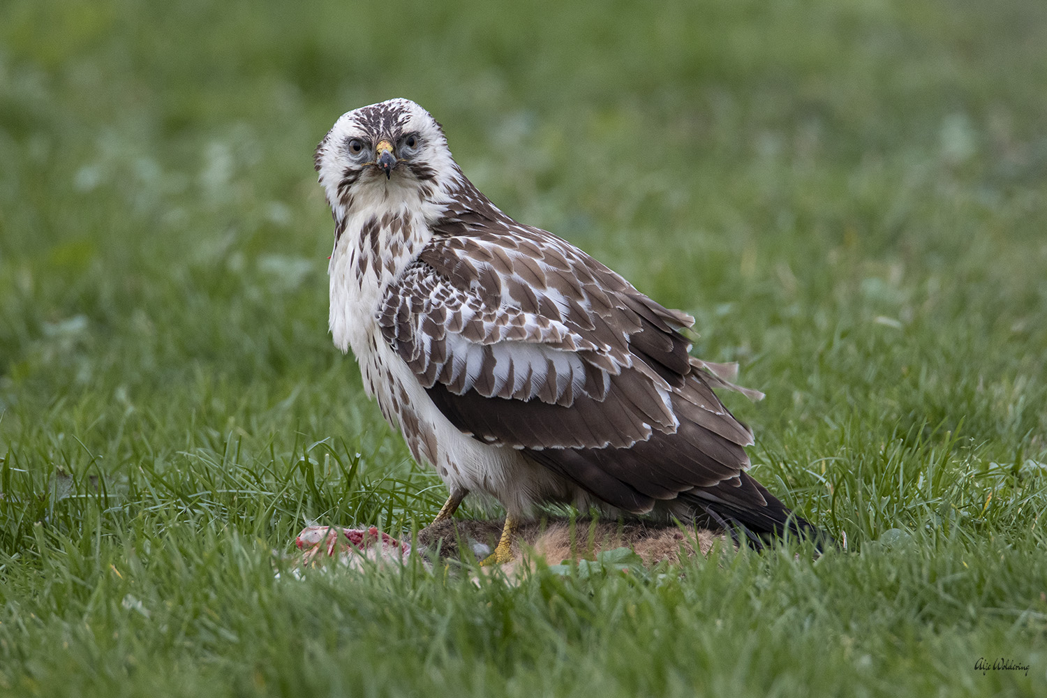 Buizerd