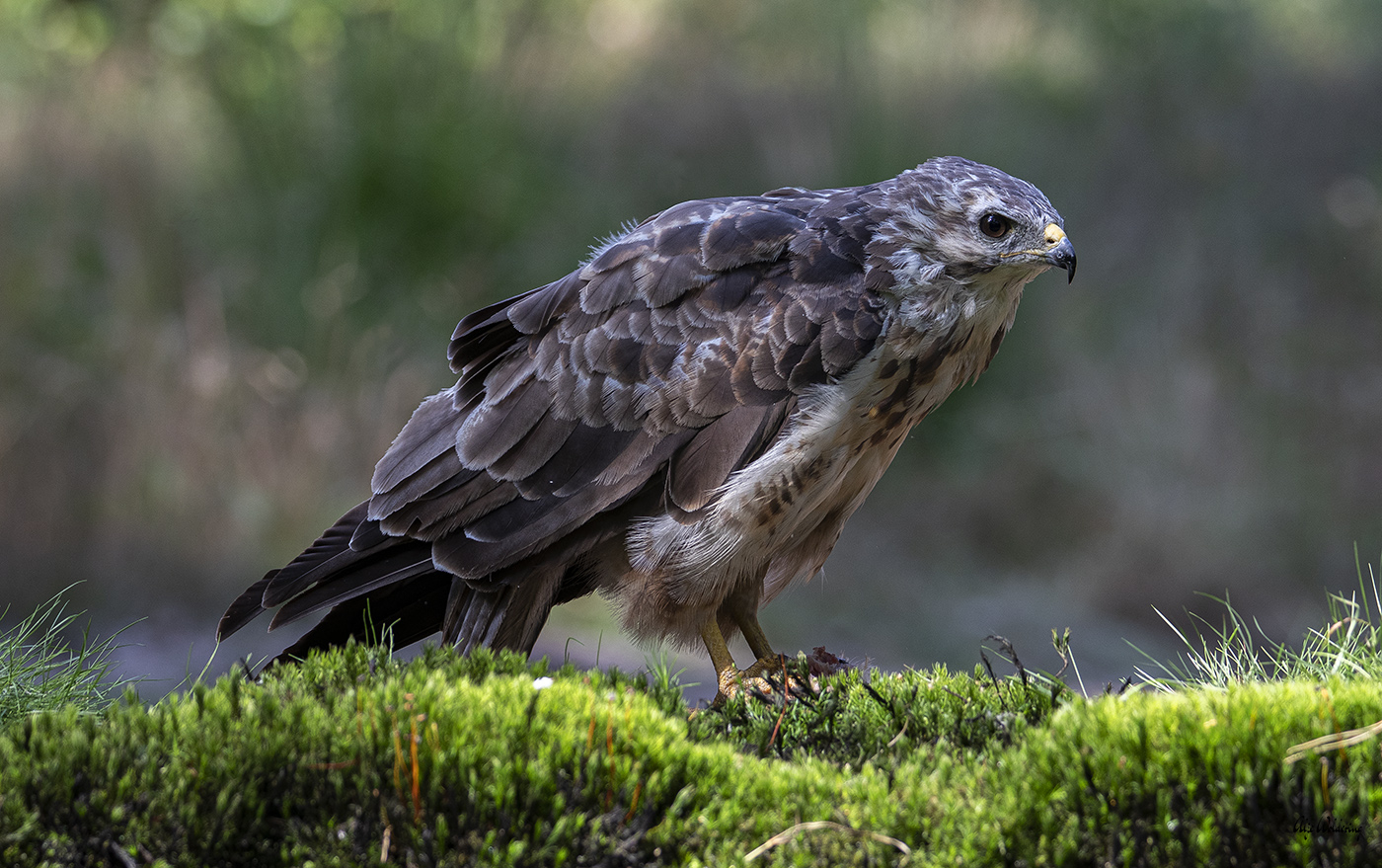 Buizerd