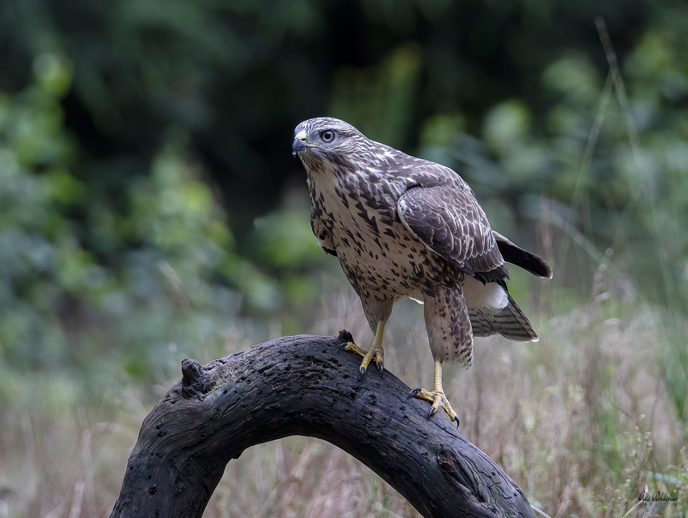 Buizerd