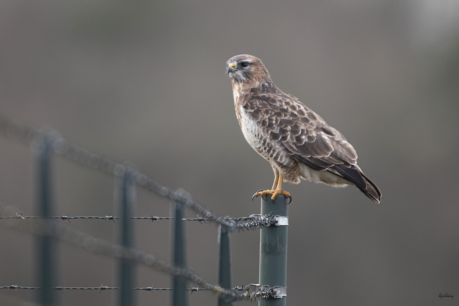 Buizerd