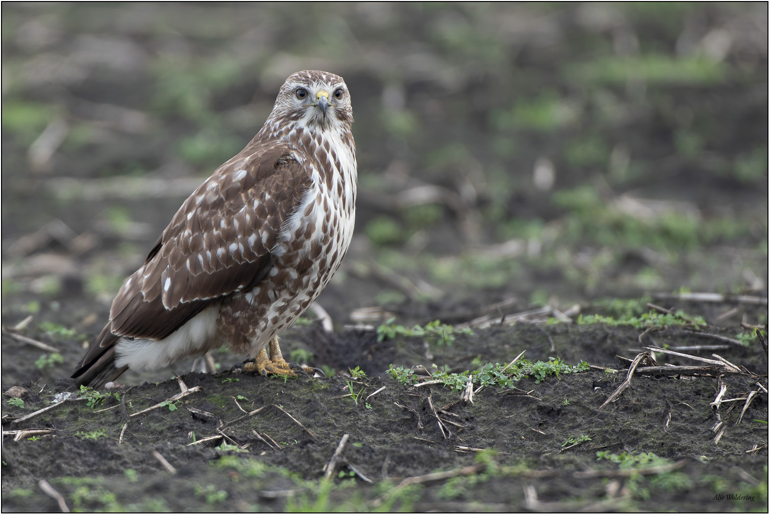 Buizerd