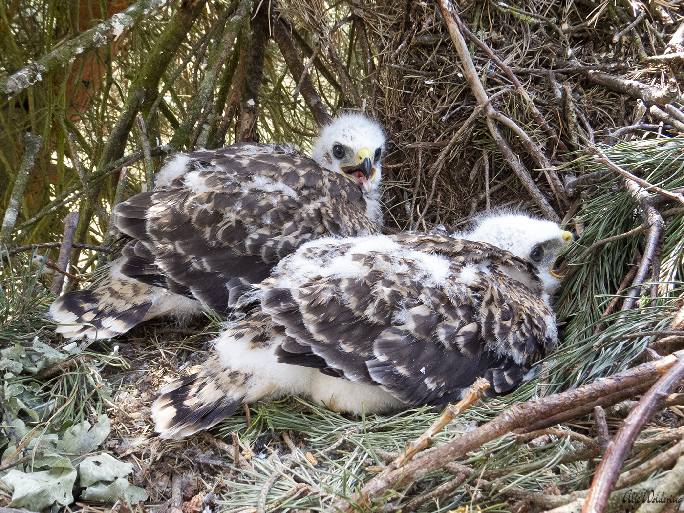 Buizerd