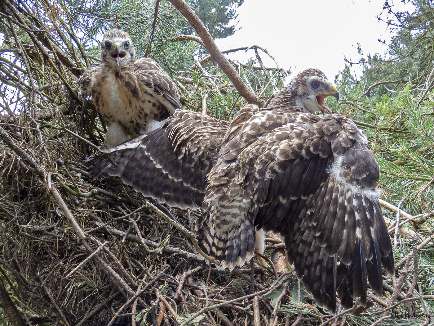 Buizerd