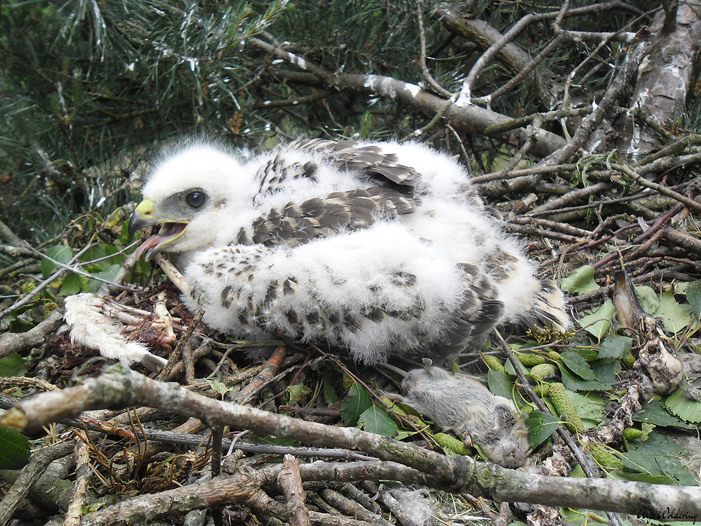 Buizerd
