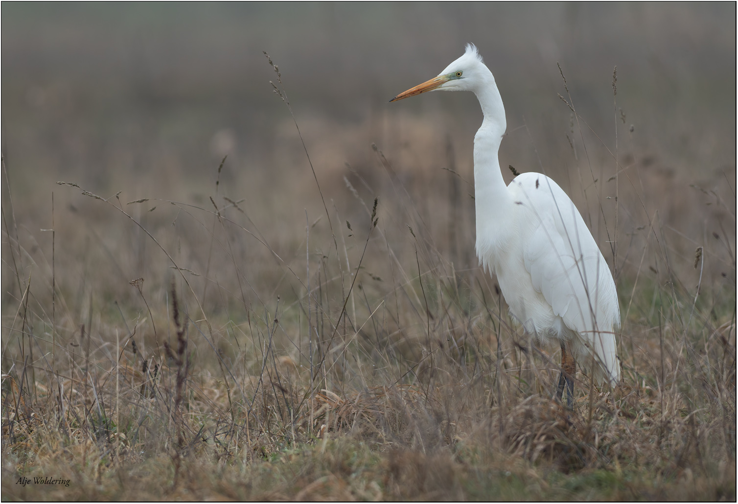 Grote zilverreiger