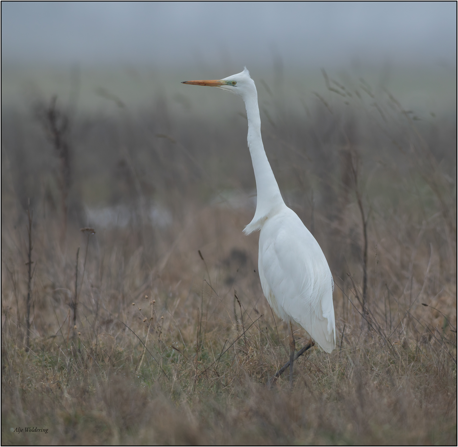 Grote zilverreiger