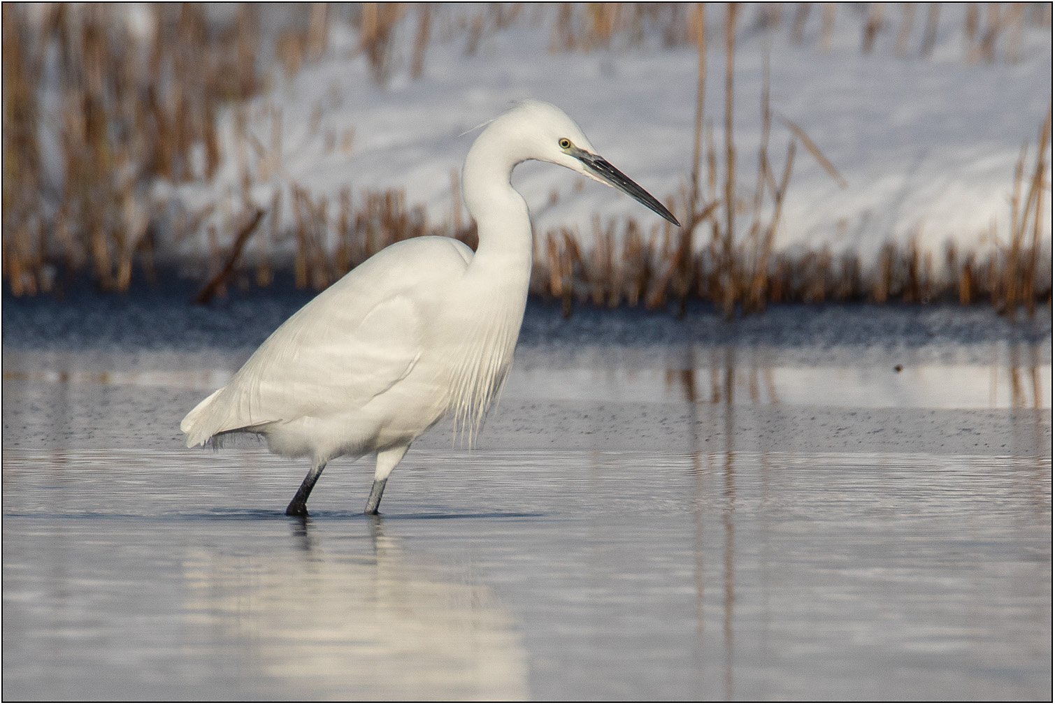 Kleine zilverreiger