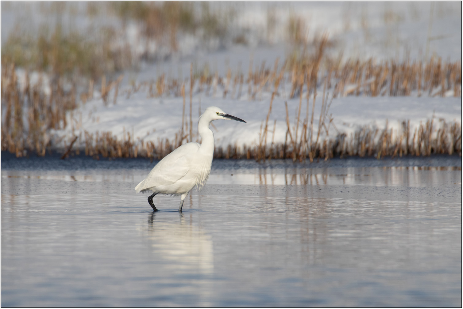 Kleine zilverreiger
