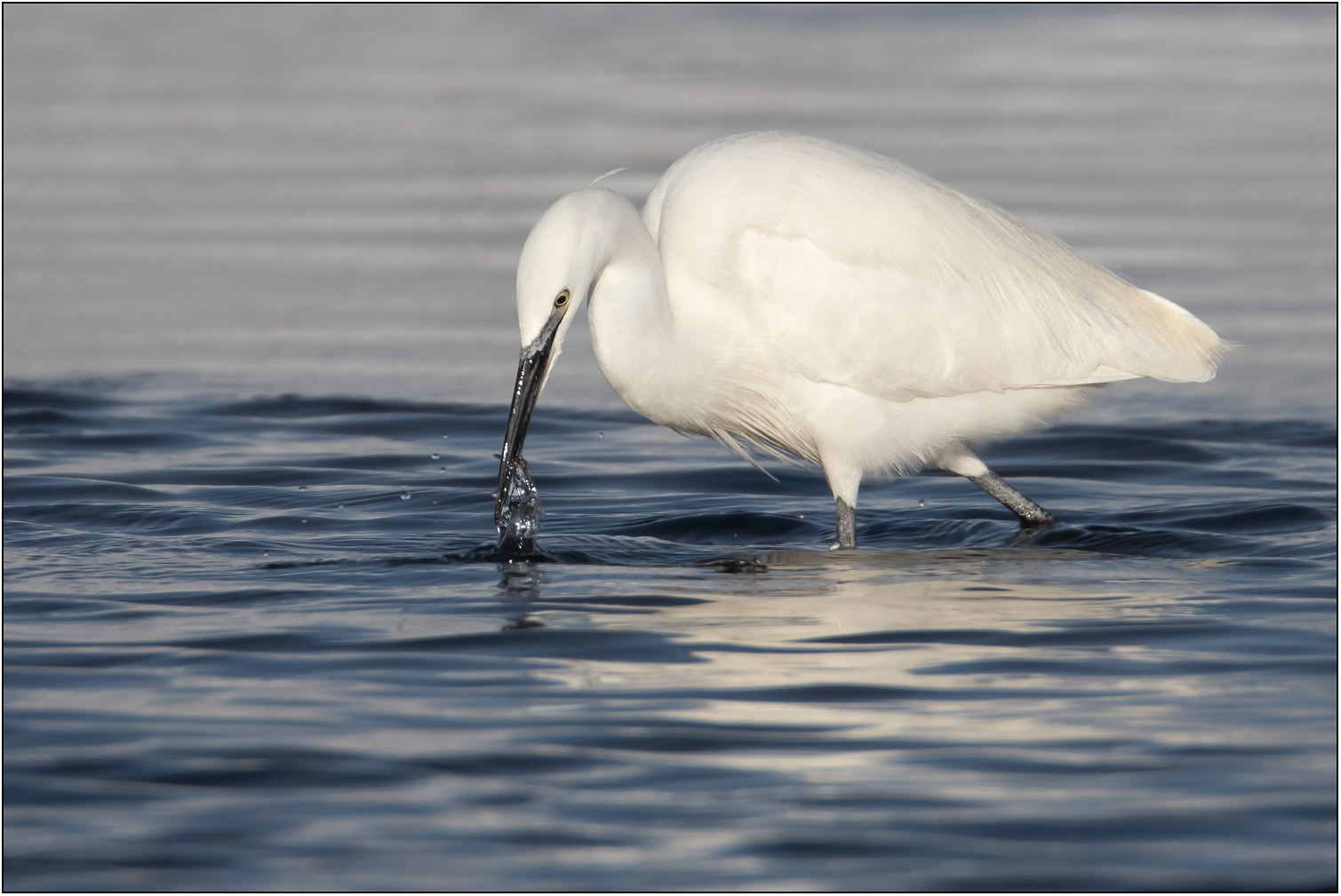 Kleine zilverreiger