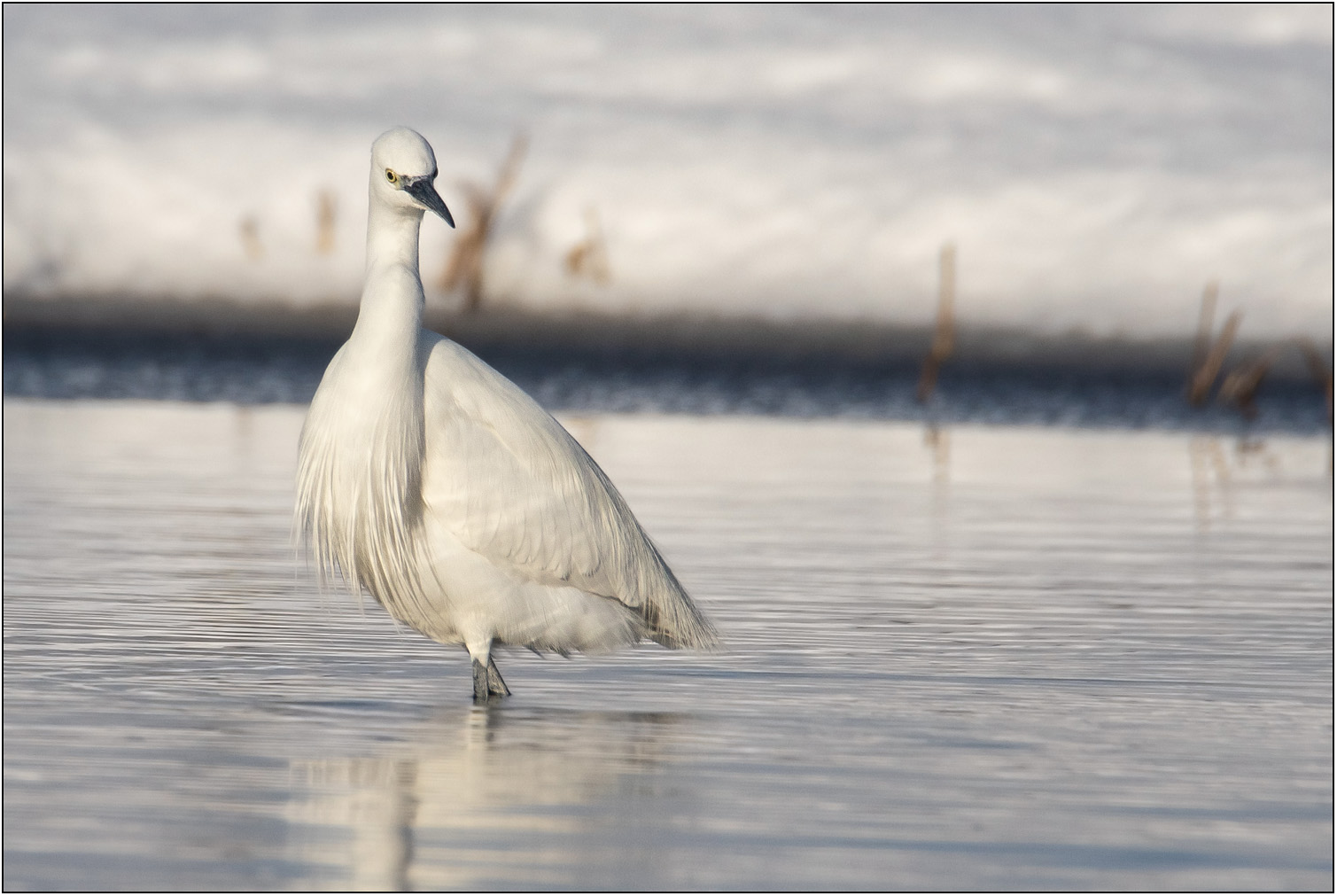 Kleine zilverreiger