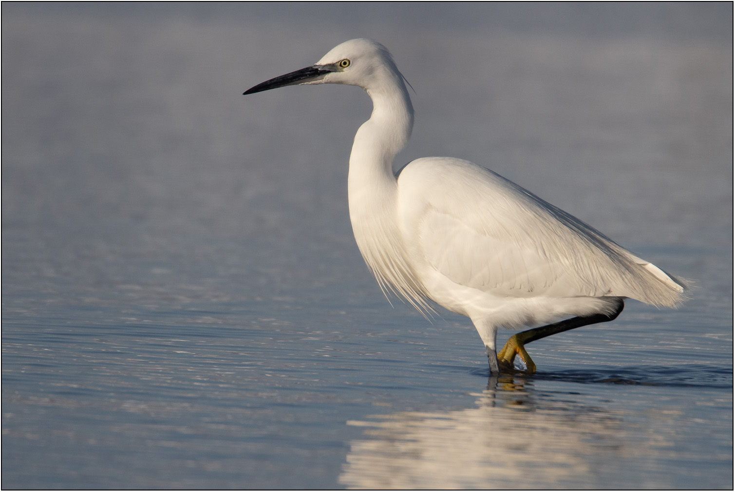 Kleine zilverreiger