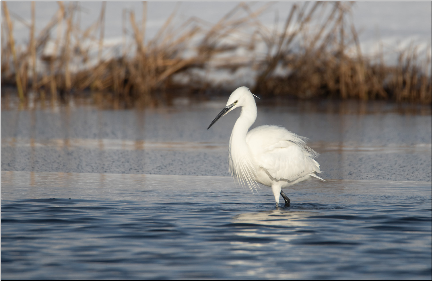 Kleine zilverreiger