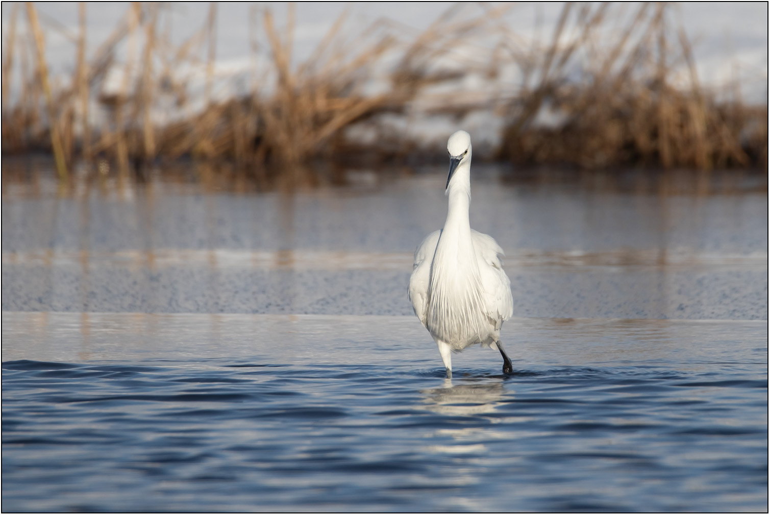 Kleine zilverreiger