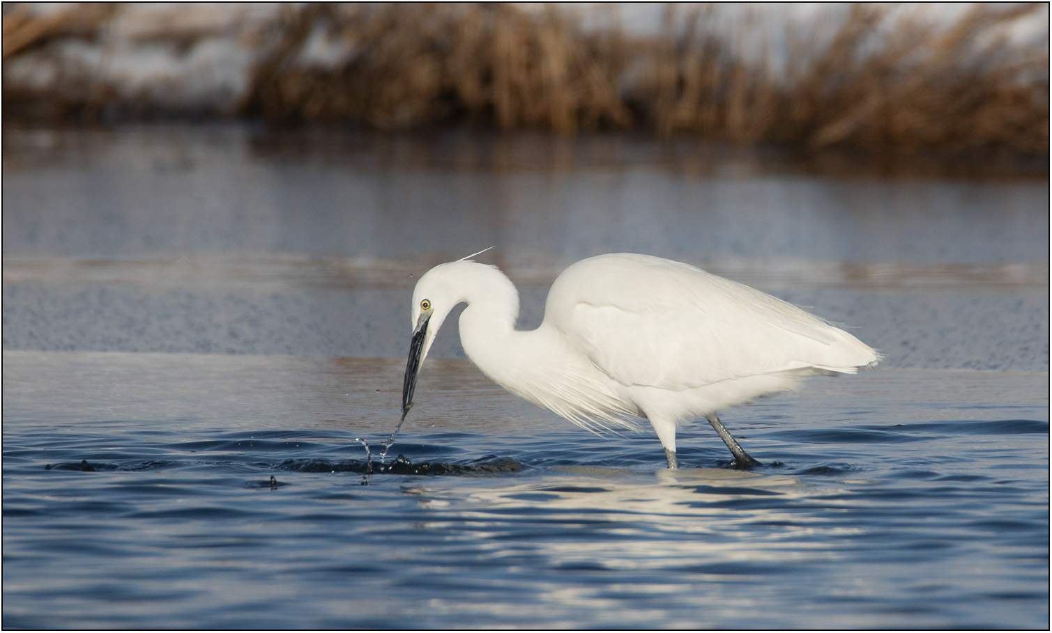 Kleine zilverreiger