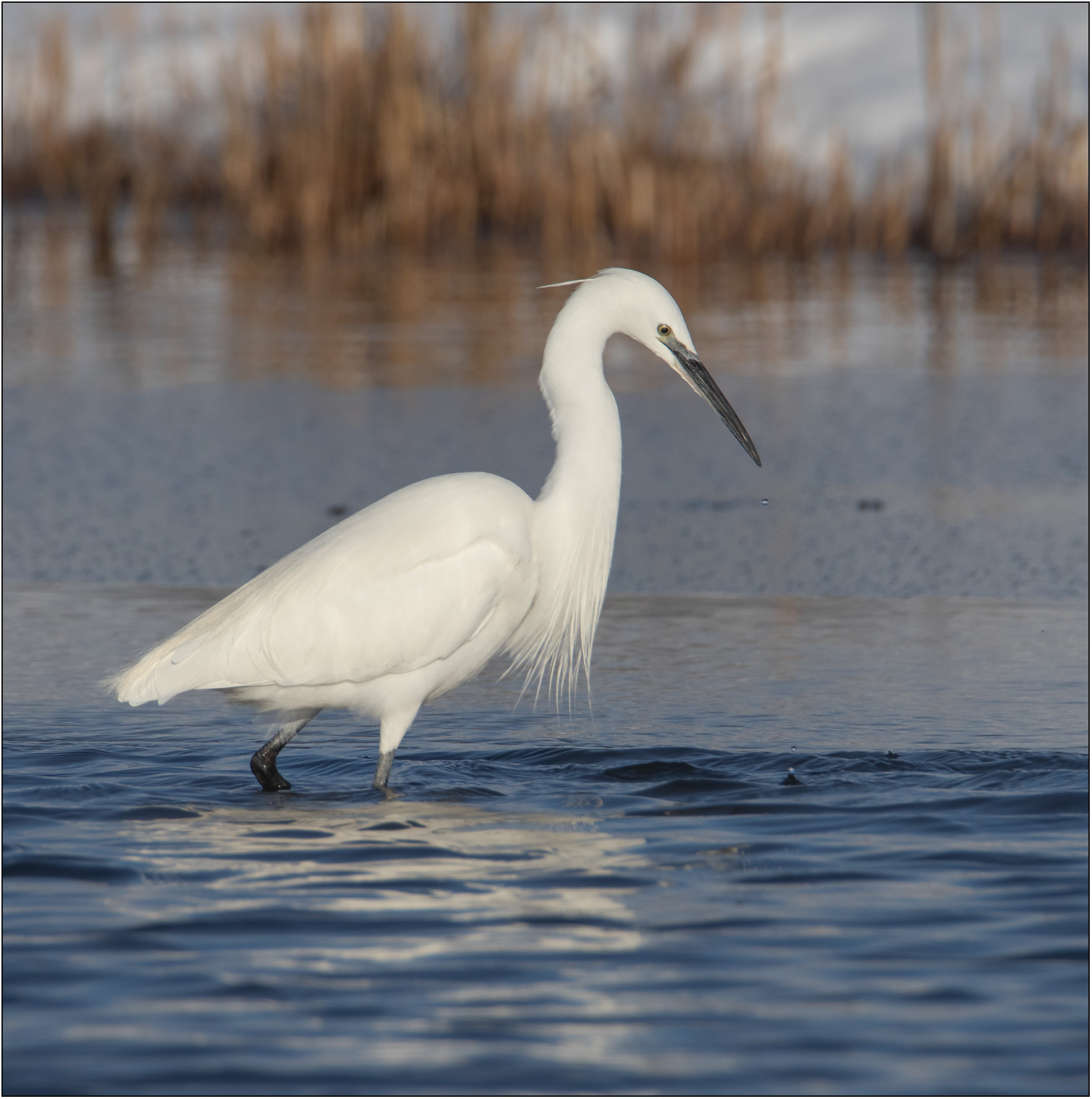 Kleine zilverreiger