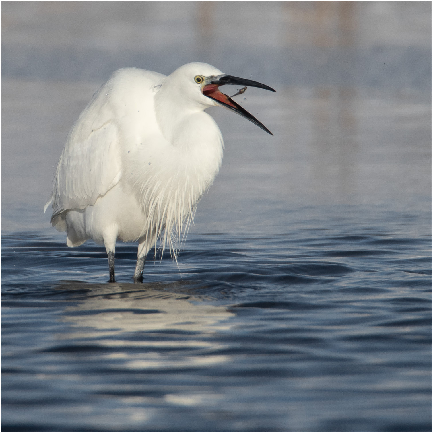 Kleine zilverreiger