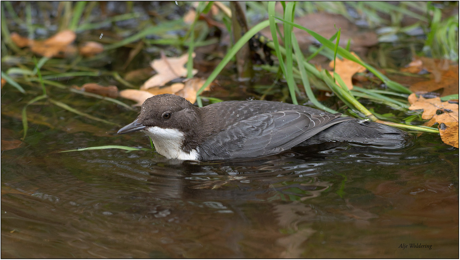 Zwartbuikwaterspreeuw