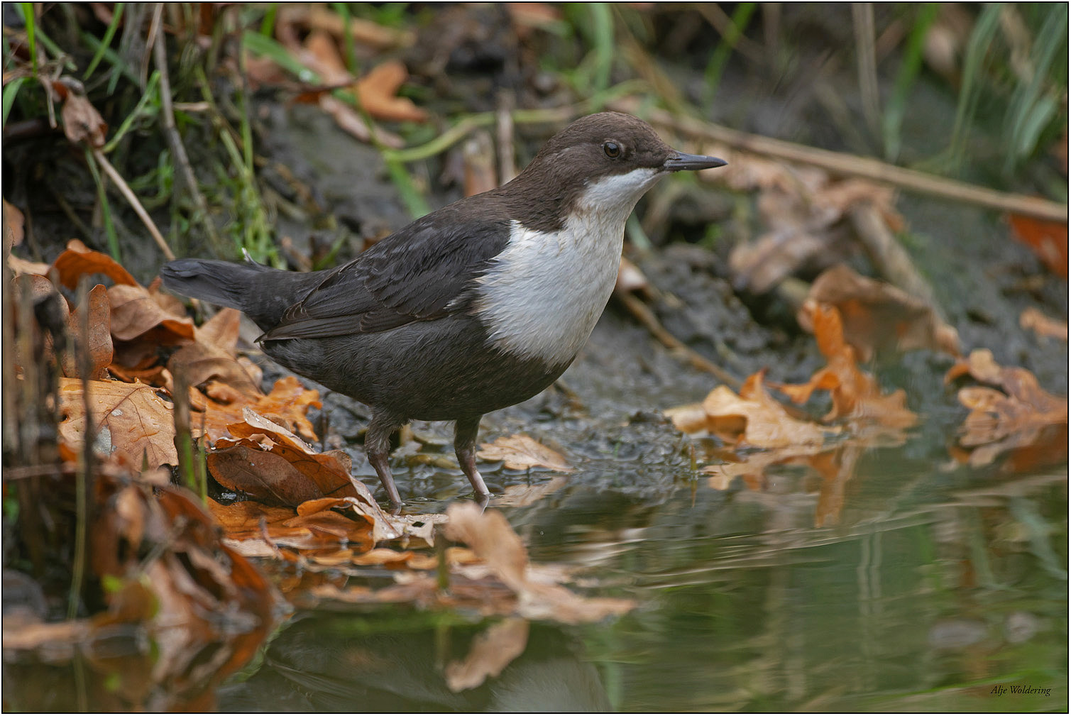 Zwartbuikwaterspreeuw