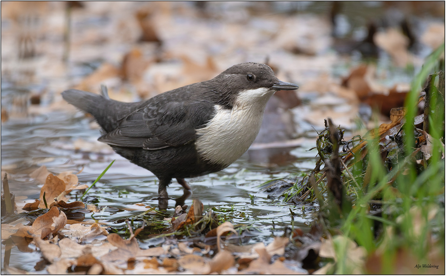 Zwartbuikwaterspreeuw