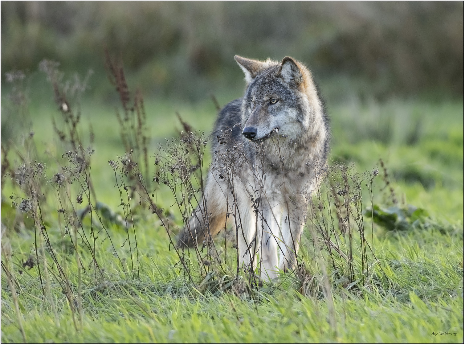 Wolf Drenthe