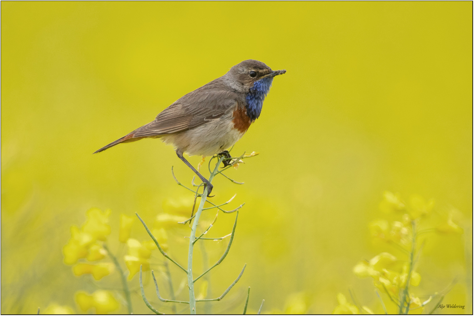 Blauwborst