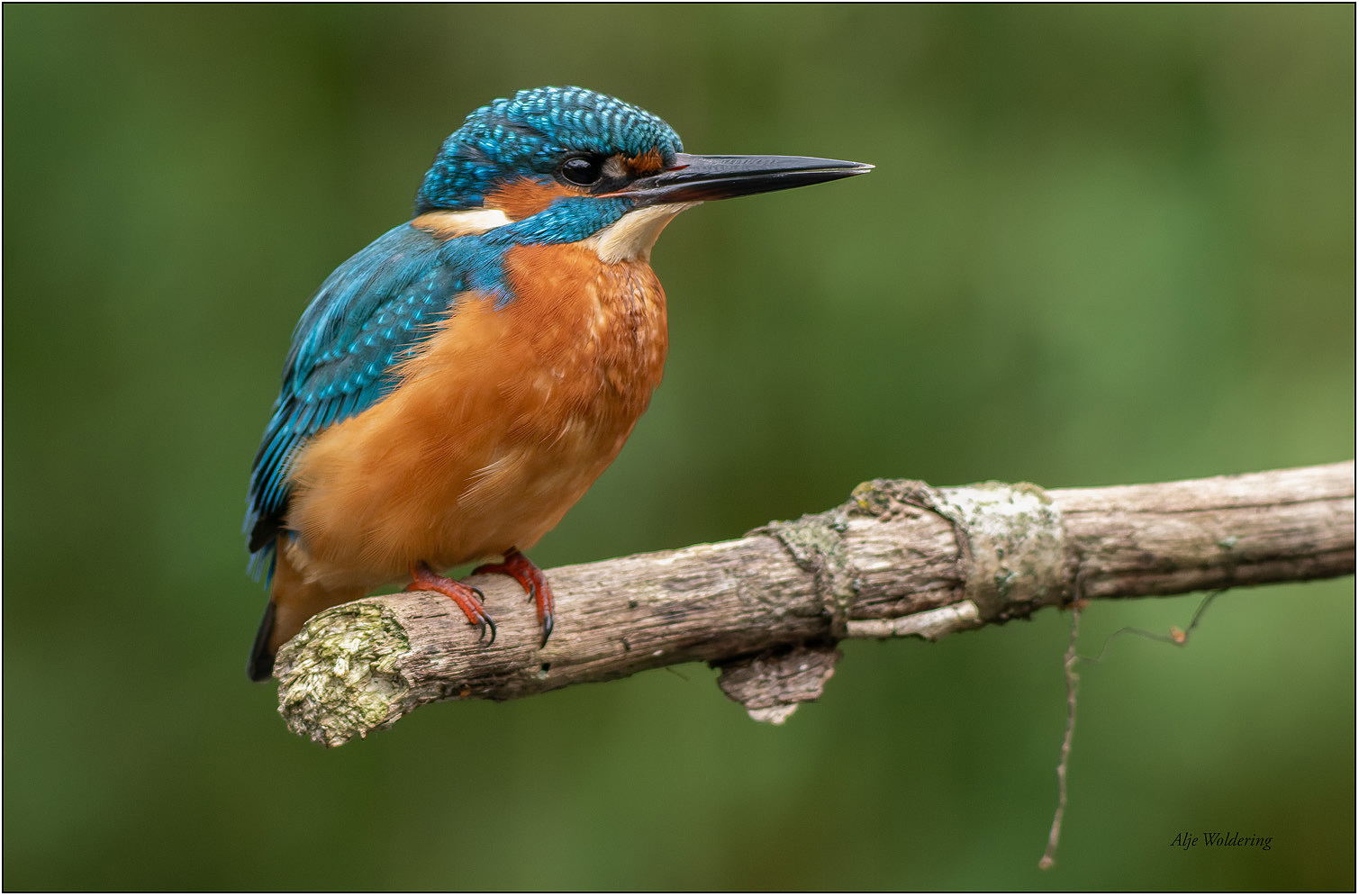 IJsvogel