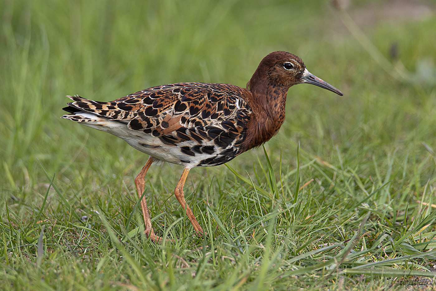 Kemphaan Oostpolder