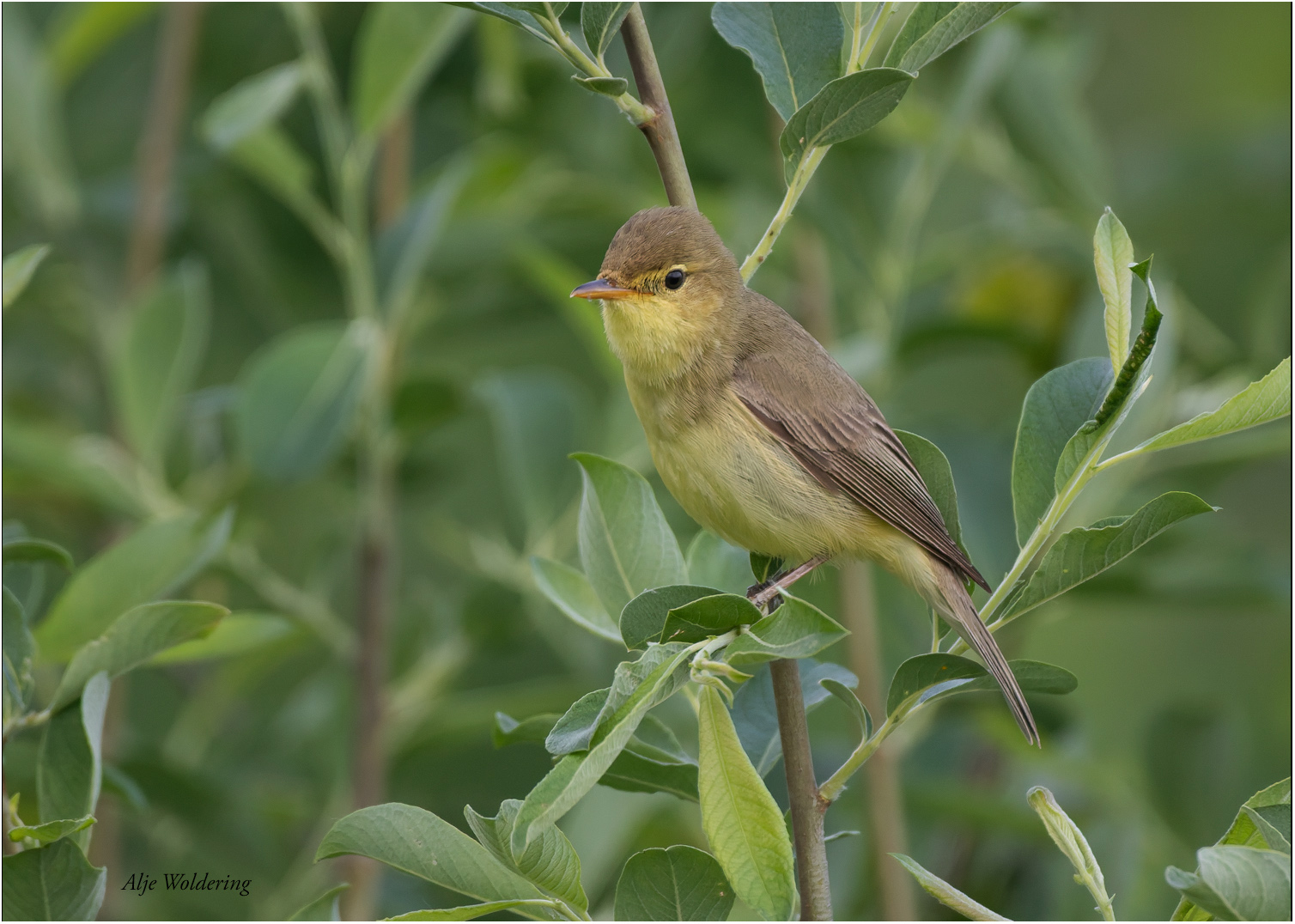 Orpheusspotvogel