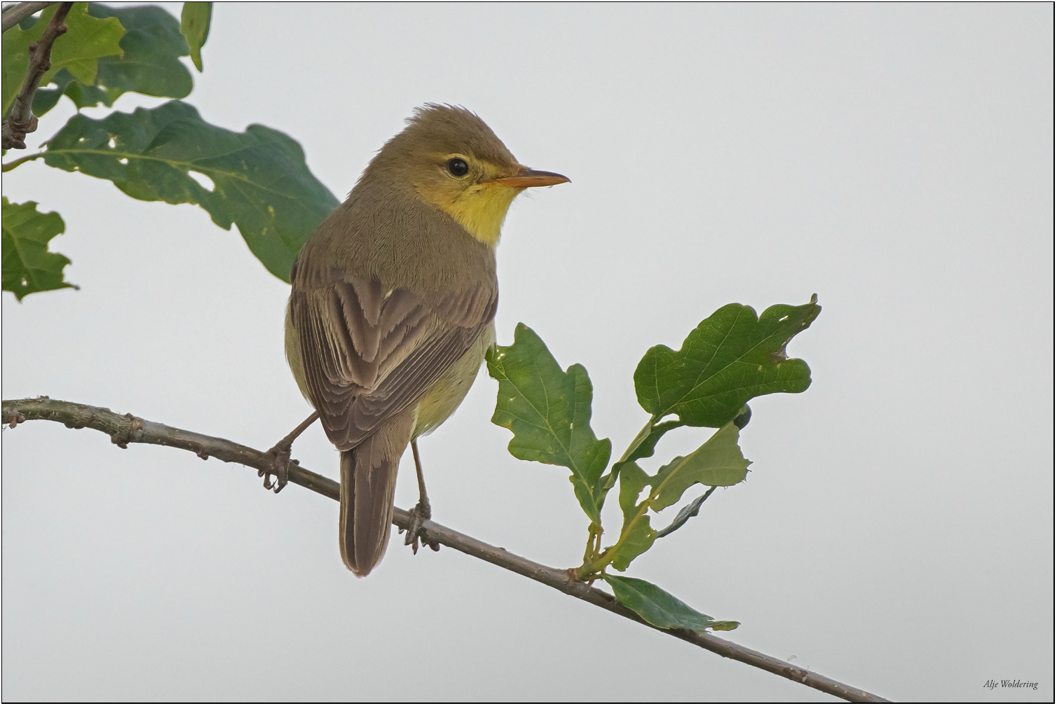 Orpheusspotvogel