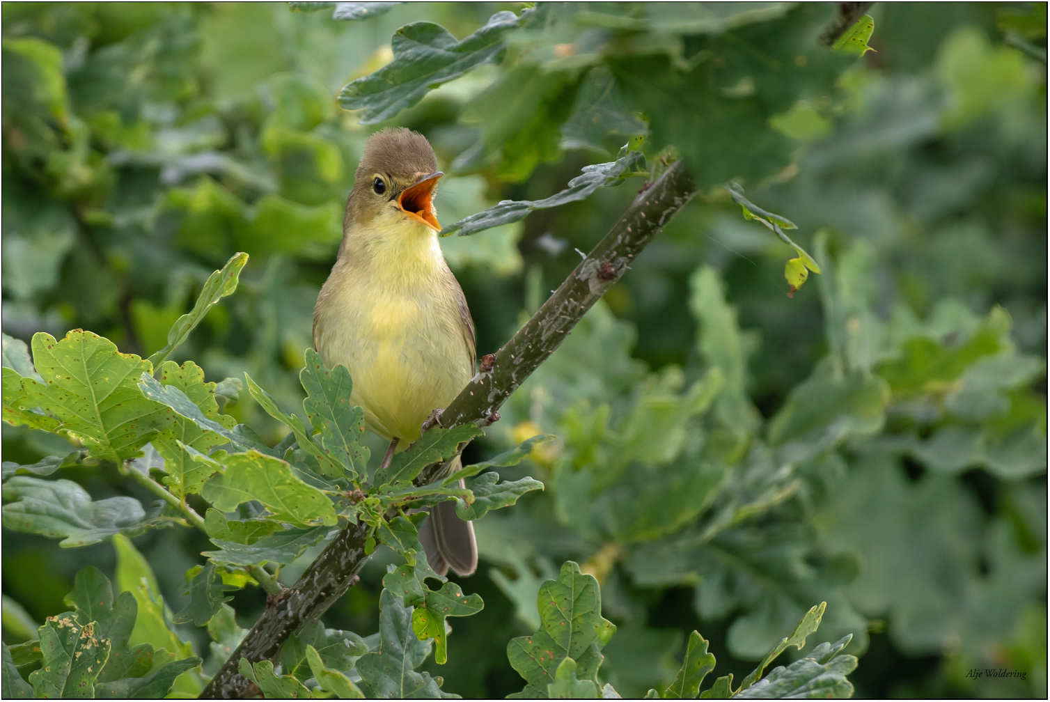 Spotvogel