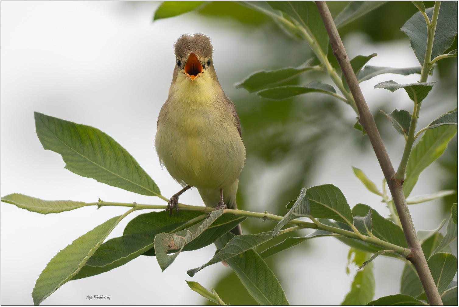 Spotvogel