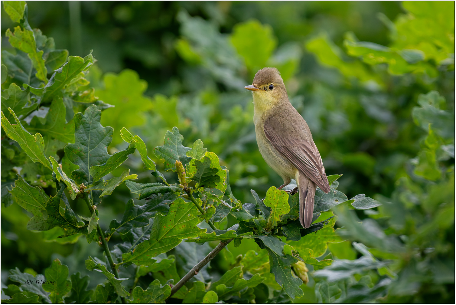 Spotvogel