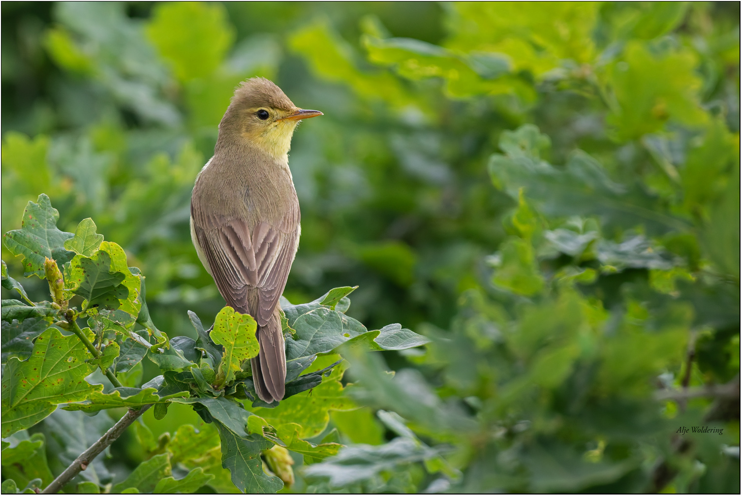 Spotvogel
